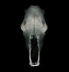 Kodiak Greenwood |  Skull