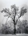 Ansel Adams | Oak Tree, Snowstorm, Yosemite National Park, California